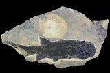 Permian Fossil Fish (Paramblypterus) - Germany #92865-1